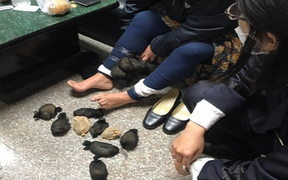 Khách nữ bị bắt quả tang giấu 24 con chuột dưới váy ở Đài Loan