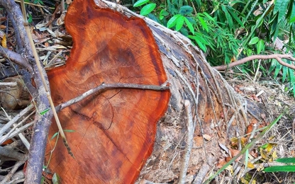 Các lực lượng sốt sắng vào cuộc vụ mở đường phá rừng ở Kon Tum