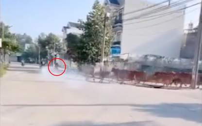 Clip: "Quái xế" nẹt pô ầm ĩ, liền bị cả đàn bò truy đuổi