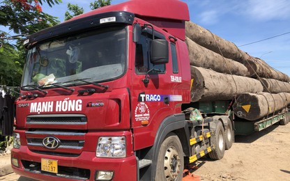 Thông tin mới về xe chở 83m3 gỗ bị tạm giữ ở Quảng Ngãi