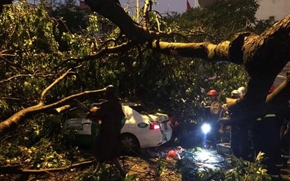 Hà Nội: Gió giật, mưa lớn, cây đổ đè chết người