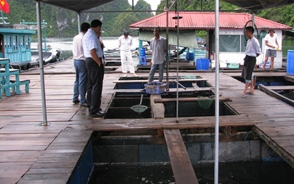 Quảng Ninh xử lý nạn 'chặt chém' khách ở vịnh Hạ Long