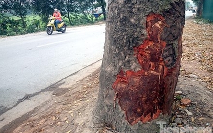 Hà Nội: Hàng xà cừ cổ thụ lại bị đẽo vỏ ở gốc cây