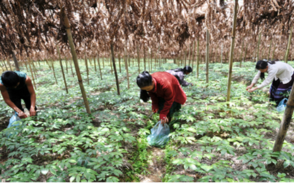 Lào Cai: Tăng cường phát triển cây dược liệu thúc đẩy hội nhập