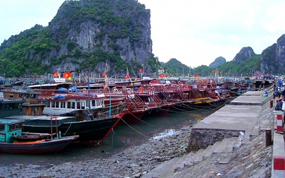 Quảng Ninh:Tạm ngừng cấp phép phương tiện thủy ra khơi do áp thấp nhiệt đới