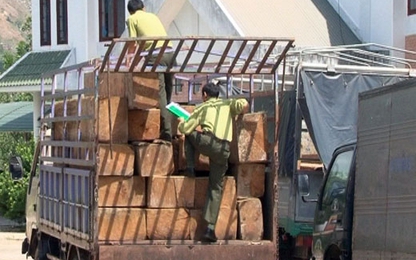 Bắt 2 xe ô tô tải vận chuyển hơn 17 m3 gỗ Pơ mu