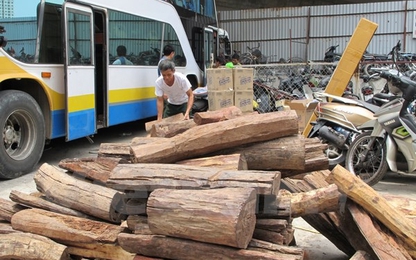 Hơn 2 tấn gỗ lậu giấu trong xe khách giường nằm mang biển số Lào