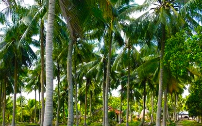 Đề xuất trồng cây dừa trên các tuyến đường ở TP HCM
