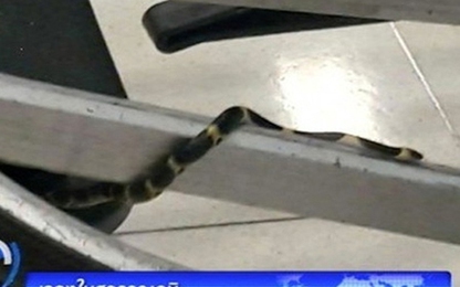 Hoảng hồn vì thấy rắn trên xe đẩy hành lý