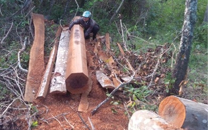 Kỷ luật 14 cán bộ kiểm lâm để mất gần 18 ha rừng