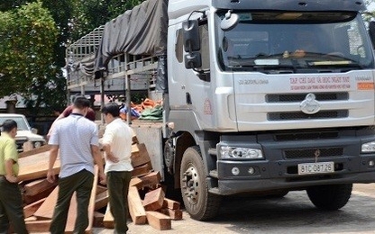 Xe tải dán logo báo chí để chở gỗ lậu