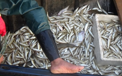 Phát hiện 7 thuyền thu gom cá chết ở biển Quảng Bình
