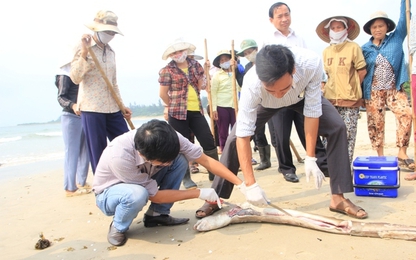 Thứ trưởng Bộ KH&CN hé mở nguyên nhân cá chết tại miền Trung