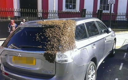 20.000 con ong đuổi theo ôtô giải cứu ong chúa kẹt trong xe