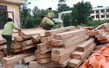 Đình chỉ cán bộ hải quan vụ gỗ Pơ mu tại Quảng Nam