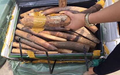 Bắt 300kg nghi là ngà voi tại sân bay Nội Bài