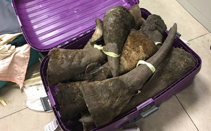 Nghi án hai valy vô chủ chứa đầy sừng tê giác ở Nội Bài