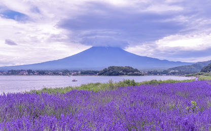 Ưu đãi 2 triệu đồng tour Nhật Bản xem hoa lavender