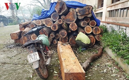 Phát hiện vụ khai thác trái phép gỗ hương quý hiếm tại Quảng Trị