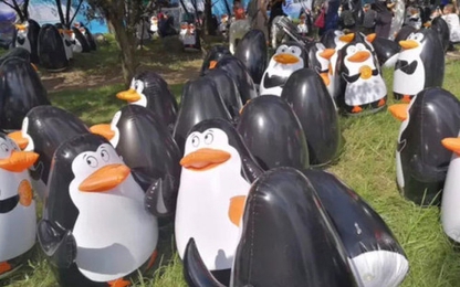 Thu vé 350.000 đồng, sở thú cho du khách xem chim cánh cụt... bơm hơi