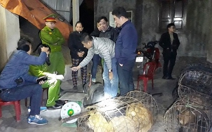 Phá đường dây trộm và tiêu thụ chó số lượng lớn ở Hà Tĩnh