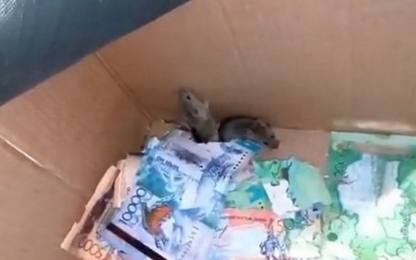 Hai chú chuột cắn nát hàng trăm tờ tiền giấy trong ATM