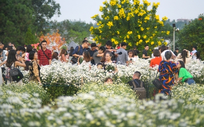 Cúc họa mi được mùa, khách nườm nượp tới vườn chụp ảnh tại Hà Nội