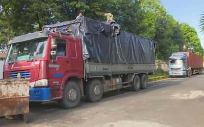 Tạm giữ 2 xe tải gắn biển số giả chở hơn 60 m3 gỗ