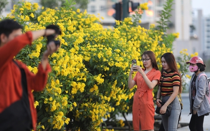 Người Sài Gòn đổ xô tới vườn hoa hoàng yến 1.000 m2