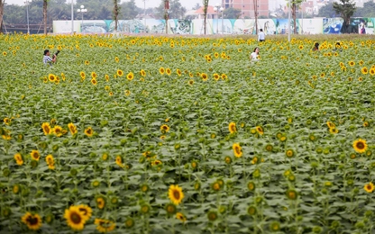 Cánh đồng hoa hướng dương rộng 18.000 m2 ở Sài Gòn