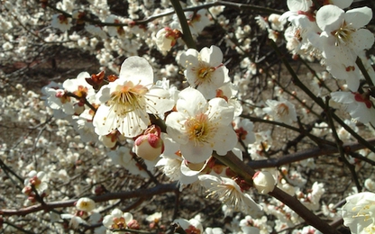 Mùa hoa mơ nở rộ ở Hàn Quốc, Nhật Bản
