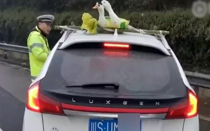Tài xế bị phạt vì chở vịt trên nóc ôtô