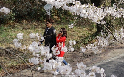 Hoa anh đào bắt đầu nở trắng đường phố Hàn Quốc