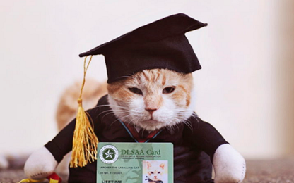Chú mèo ở Philippines được tổ chức lễ tốt nghiệp đại học
