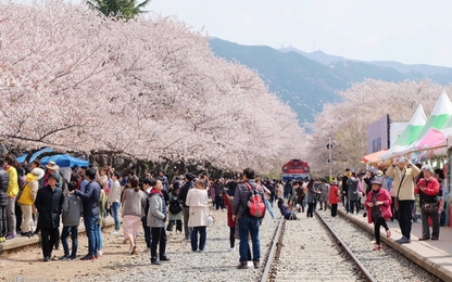 Điểm ngắm hoa anh đào đẹp nhất miền nam Hàn Quốc