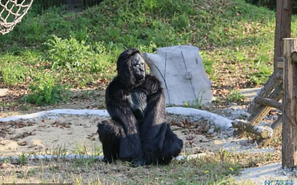 Vườn thú Trung Quốc cho người hóa khỉ, nhảy quanh chuồng trêu khách