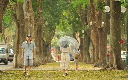 Mùa lá sấu rụng trên đường phố Hà Nội