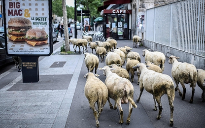 Trường học tại Pháp tuyển 'học sinh' cừu để tránh đóng cửa
