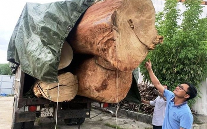 Gia Lai: Bắt xe tải chở gốc gỗ cổ thụ nhiều nghi vấn