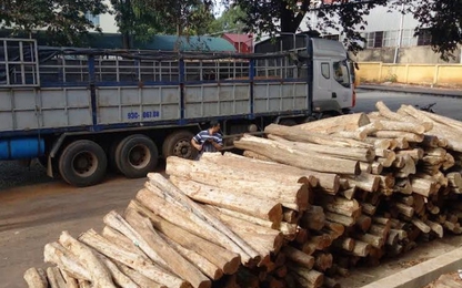 Truy tìm đầu nậu thuê xe tải chở gỗ trên đường Hồ Chí Minh