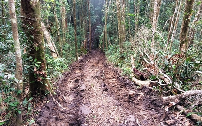 Theo dấu con đường vào "thủ phủ" lâm tặc tàn phá rừng Kon Plong