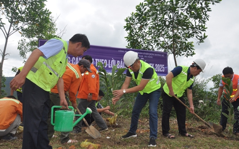 Trồng cây xanh tạo hộ lan mềm, bảo vệ hành lang trên tuyến đường Hồ Chí Minh địa bàn tỉnh Quảng Nam